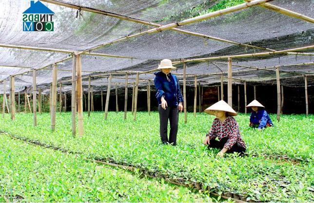 Hình ảnh Tân Trào, Tuyên Quang