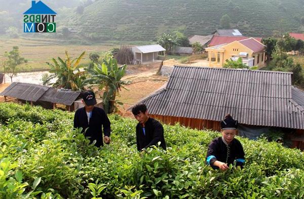 Hình ảnh Thái Bình, Tuyên Quang