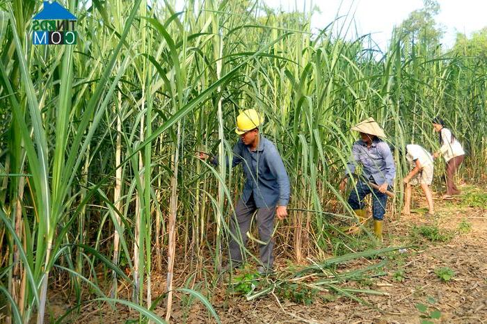 Hình ảnh Thái Sơn, Tuyên Quang