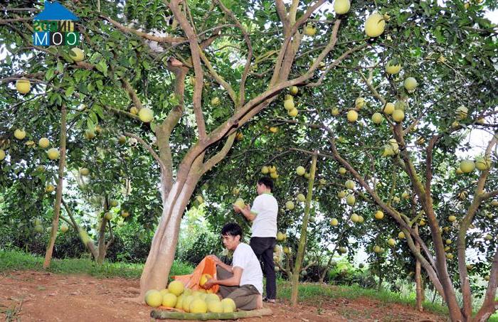 Hình ảnh Xuân Vân, Tuyên Quang