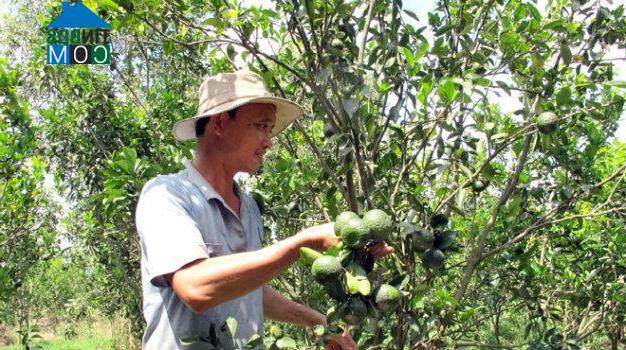 Hình ảnh Vĩnh Xuân, Vĩnh Long