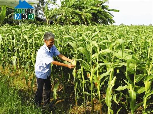 Hình ảnh Nhị Trường, Vĩnh Long