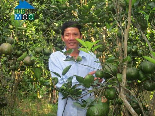 Hình ảnh Tân Thành Bình, Vĩnh Long