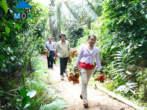 Hình ảnh Tân Hoà, Vĩnh Long