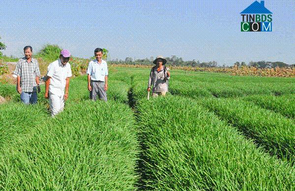 Hình ảnh Thạnh Hòa, Cần Thơ