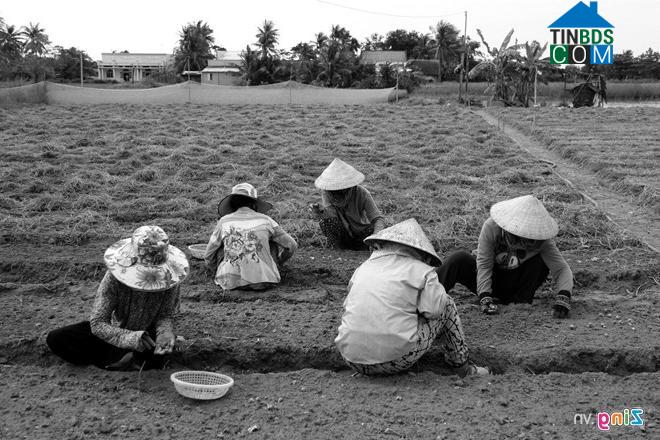 Hình ảnh Vĩnh Châu, Cần Thơ