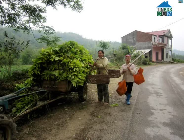 Hình ảnh Thông Nông, Cao Bằng