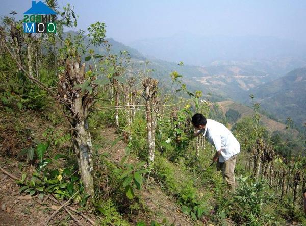 Hình ảnh Lý Bôn, Cao Bằng