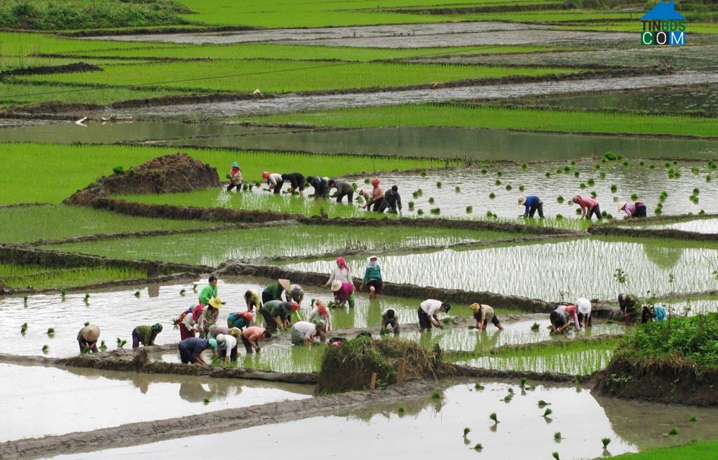 Hình ảnh Liên Sơn Lắk, Đắk Lắk