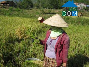 Hình ảnh Tây Sơn, Đắk Lắk