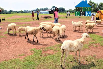 Hình ảnh Châu Pha, Hồ Chí Minh