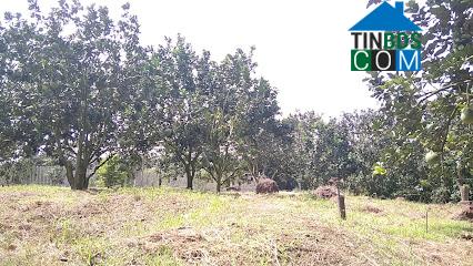 Hình ảnh Tân Thành, Hồ Chí Minh