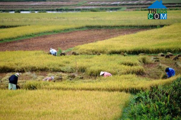 Hình ảnh Bàn Thạch, Đà Nẵng