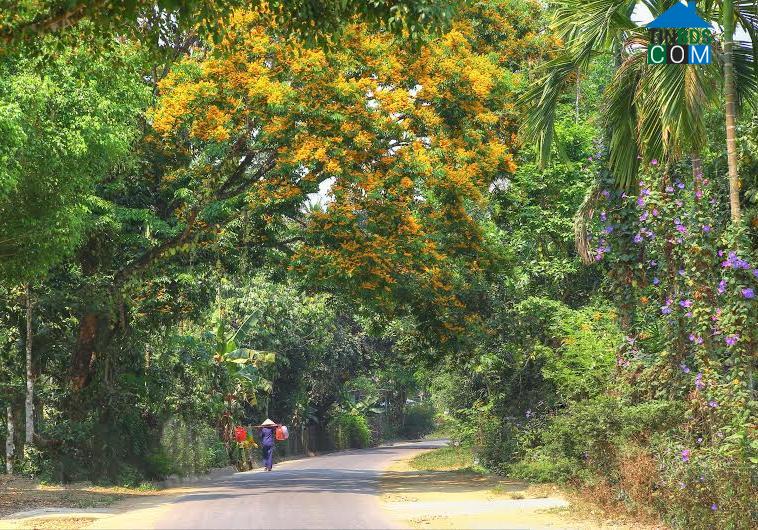 Hình ảnh Sơn Cẩm Hà, Đà Nẵng