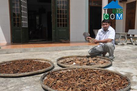 Hình ảnh Lãnh Ngọc, Đà Nẵng