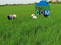 Hình ảnh Nguyễn Đại Năng, Hải Phòng