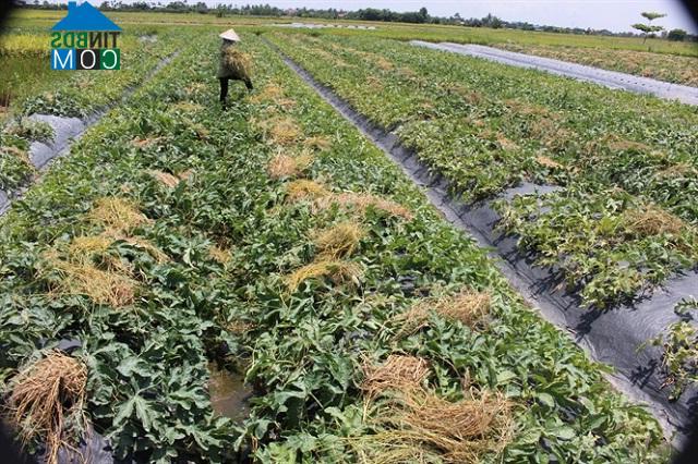 Hình ảnh Vĩnh Bảo, Hải Phòng