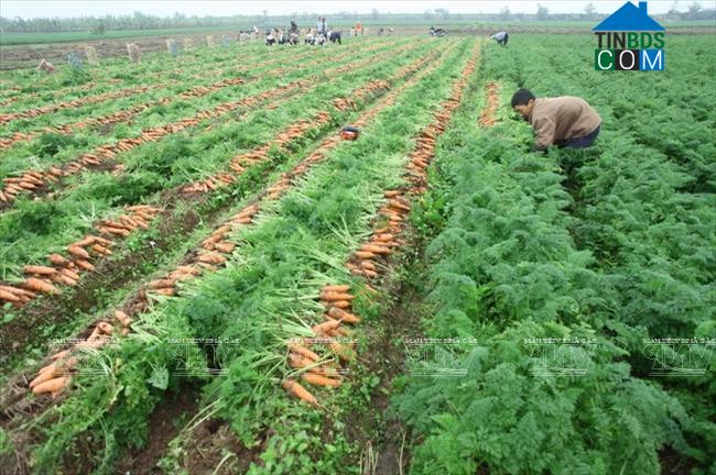 Hình ảnh Thái Tân, Hải Phòng