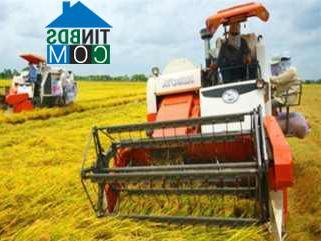 Hình ảnh Chợ Vàm, An Giang