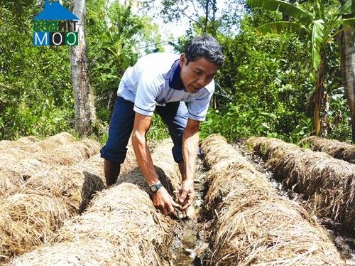 Hình ảnh Ngọc Chúc, An Giang