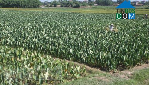 Hình ảnh Bắc Lũng, Bắc Ninh