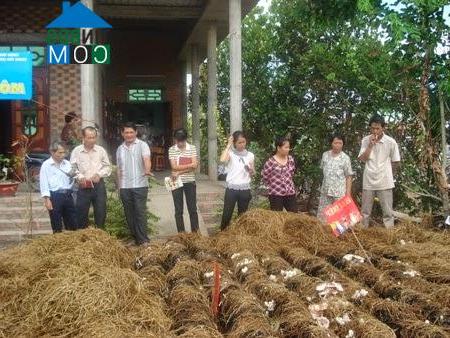 Hình ảnh Thạnh Lộc, An Giang