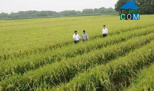 Hình ảnh Cảnh Thụy, Bắc Ninh