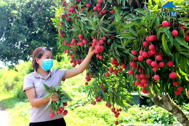 Hình ảnh Đại Sơn, Bắc Ninh