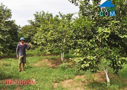 Hình ảnh Tân An, Nghệ An