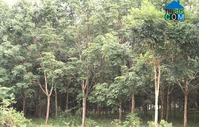 Hình ảnh Tân Phú, Nghệ An