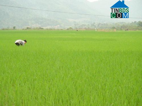 Hình ảnh Tiền Phong, Nghệ An