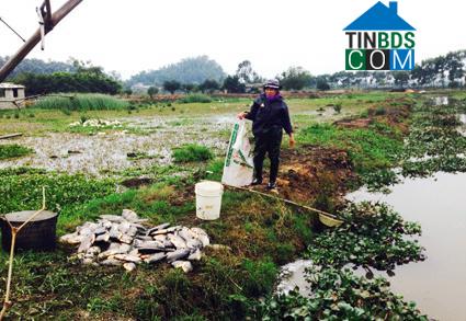 Hình ảnh Yên Thắng, Ninh Bình