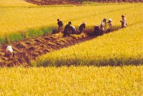 Hình ảnh Hải Xuân, Ninh Bình