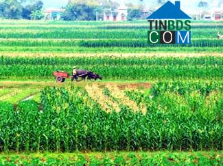 Hình ảnh Nho Quan, Ninh Bình