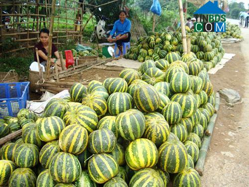 Hình ảnh Hợp Kim, Phú Thọ