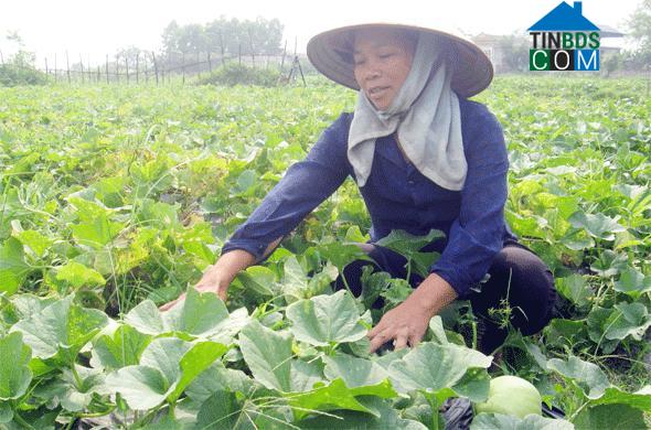 Hình ảnh Cự Đồng, Phú Thọ