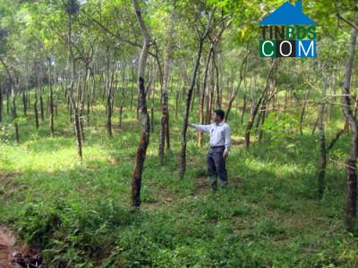 Hình ảnh Khả Cửu, Phú Thọ