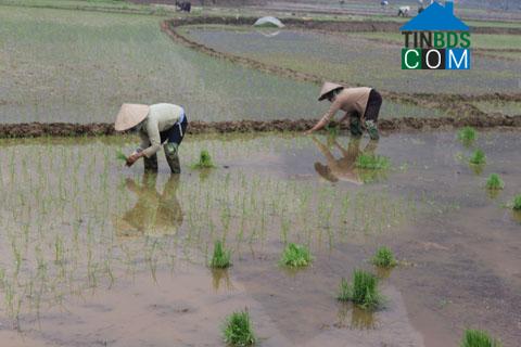 Hình ảnh Mường Thàng, Phú Thọ