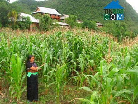 Hình ảnh Ngọc Sơn, Phú Thọ