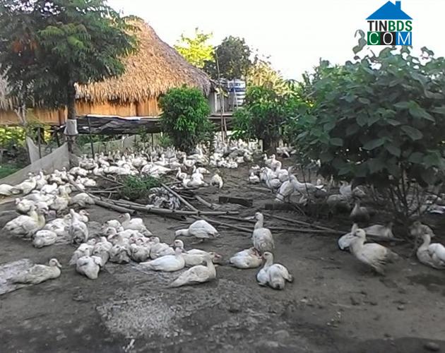 Hình ảnh Thống Nhất, Phú Thọ