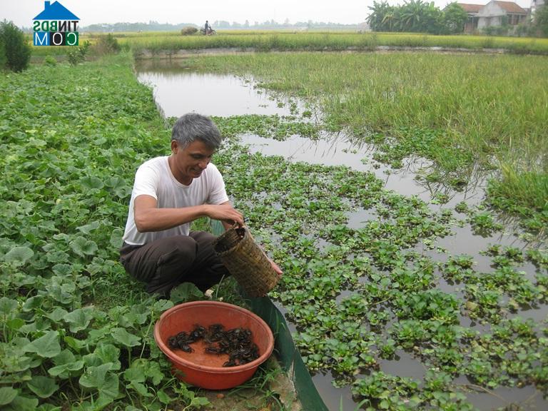 Hình ảnh Tiên Lữ, Phú Thọ