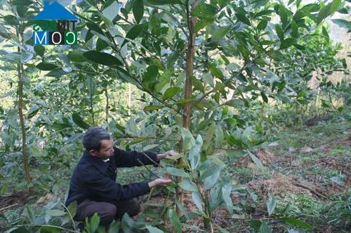 Hình ảnh Yên Lập, Phú Thọ