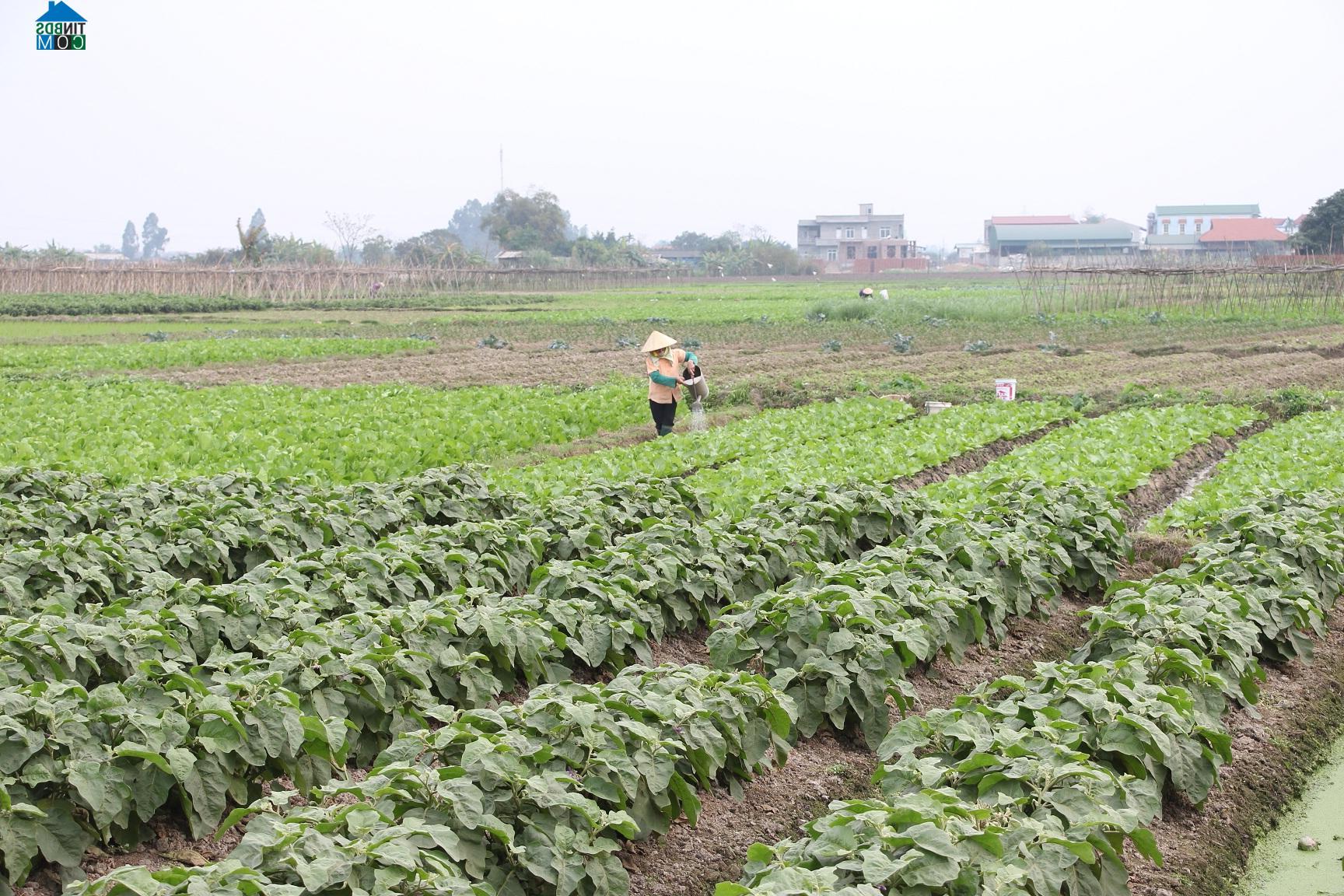 Hình ảnh Vĩnh An, Phú Thọ