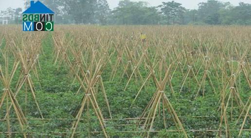 Hình ảnh Vĩnh Tường, Phú Thọ