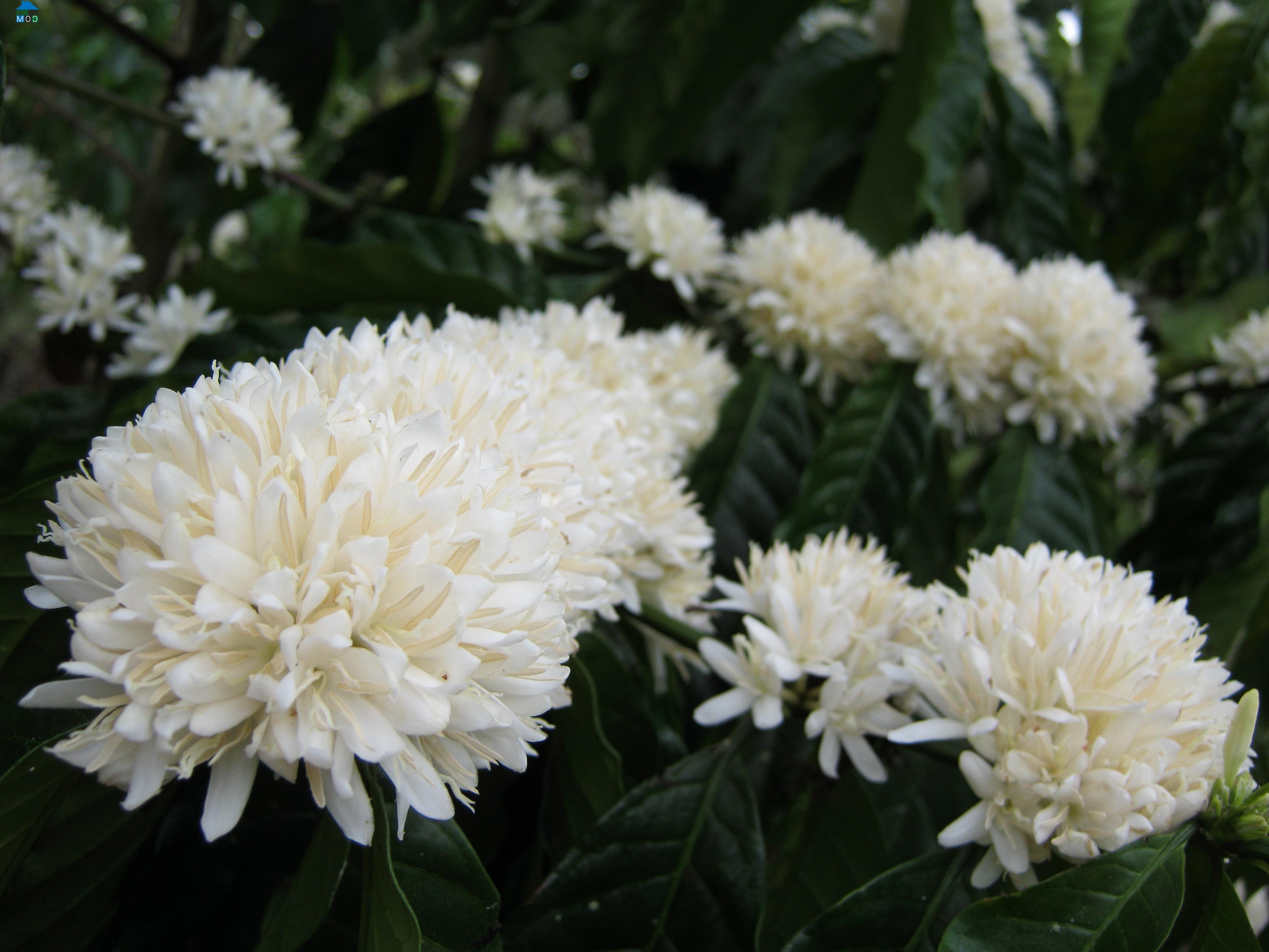 Hình ảnh Đăk Tờ Kan, Quảng Ngãi