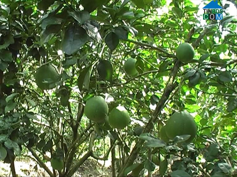 Hình ảnh Cai Lậy, Đồng Tháp