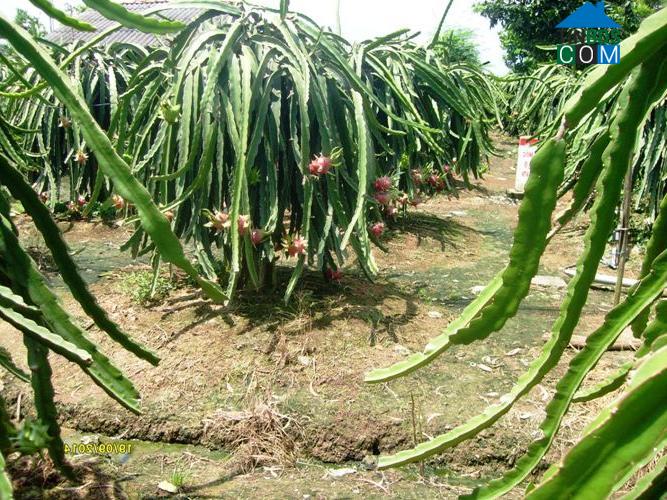 Hình ảnh Gia Thuận, Đồng Tháp