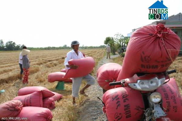 Hình ảnh Sơn Qui, Đồng Tháp