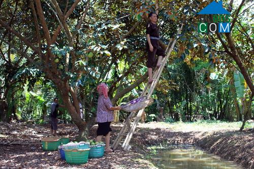 Hình ảnh Vĩnh Kim, Đồng Tháp