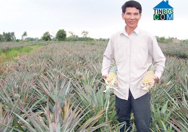 Hình ảnh Tân Phước 3, Đồng Tháp